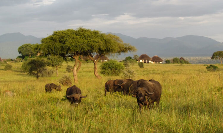 3-Day Fly-In Wildlife Safari in Kidepo Valley National Park