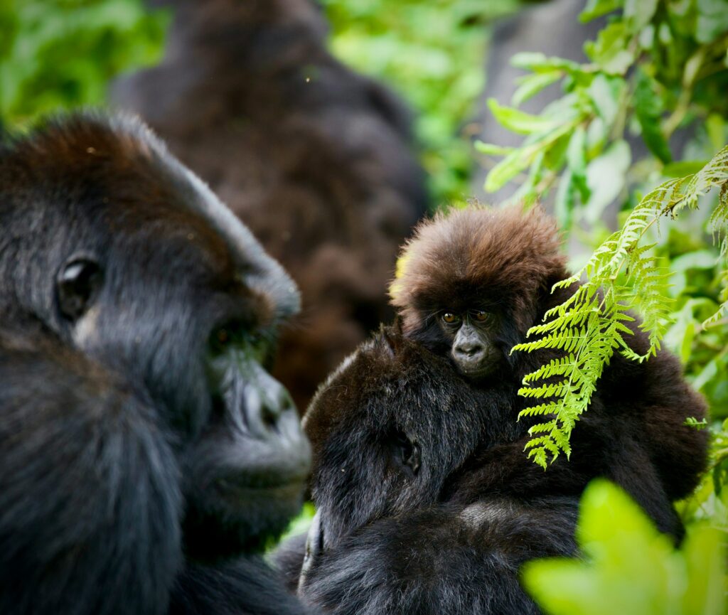 4-Day Double Gorilla Trekking Tour in Bwindi Impenetrable Forest