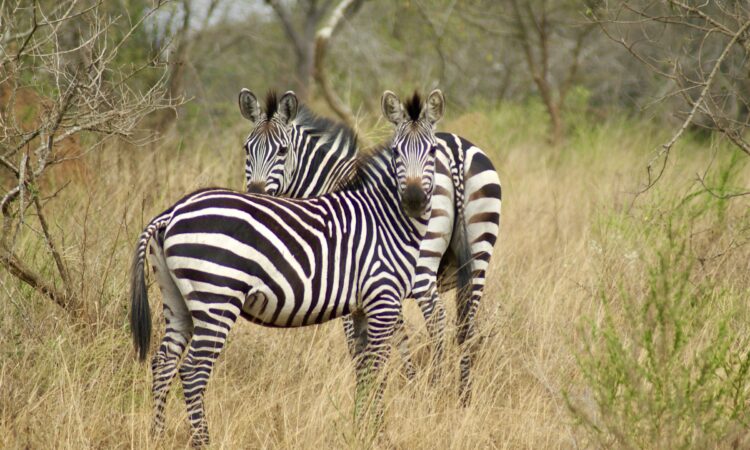 21-Day Grand Uganda Holiday - Wildlife Safari, Culture & Adventure