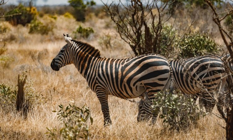 2 Days Lake Mburo National Park Wildlife Safari Tour Uganda