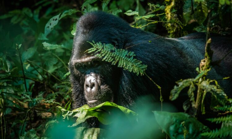 3-Day Mgahinga Gorilla Trekking Tour Adventure in Uganda