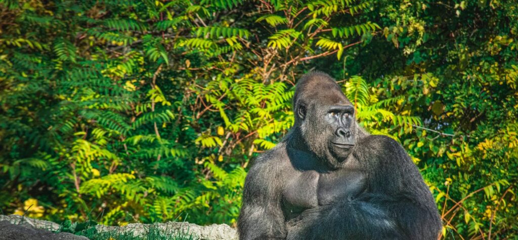 3 Days Lowland Gorilla Trekking in Kahuzi-Biega Park Congo