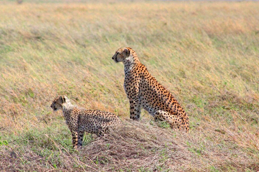 15-Day Big Cats Safari - Explore East Africa's Predators