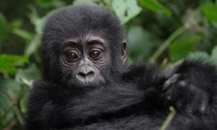 2-Day Gorilla Trekking Tour in Bwindi from Kigali, Rwanda