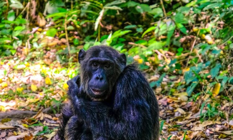 4-Day Queen Elizabeth Wildlife Safari with Chimpanzee Trekking