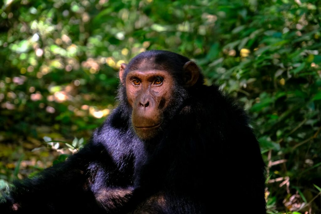 5-Day Murchison Falls & Kibale Chimpanzee Safari - Wildlife & Primates