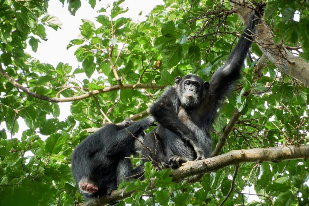 5-Day Uganda Chimpanzee Trekking & Wildlife Safari in Kibale and Queen Elizabeth