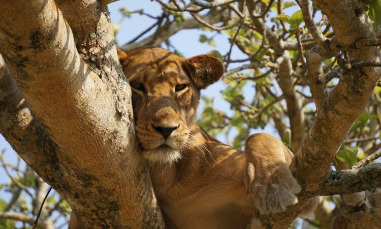 3-Day Queen Elizabeth Wildlife Safari with Boat Cruise & Chimp Trekking