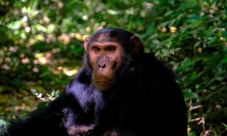 5-Day Uganda Chimpanzee Trekking & Wildlife Safari in Kibale and Queen Elizabeth