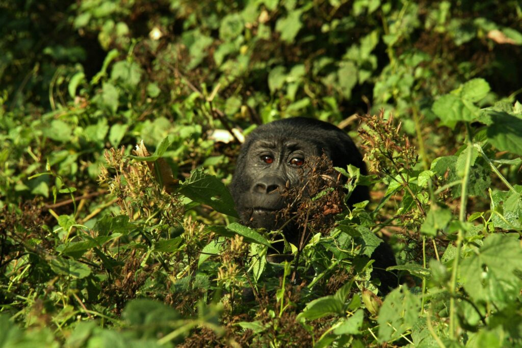 2-Day Gorilla Trekking Tour in Bwindi from Kigali, Rwanda