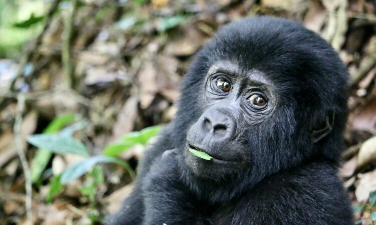 7-Day Bwindi Gorilla Circuit Safari - 4 Gorilla Treks in Uganda